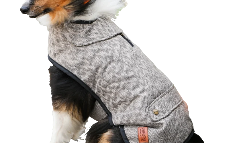 Truffe Store Accessoires alimentation chiens chats Chaleur& style avec ancol pet products 🐾