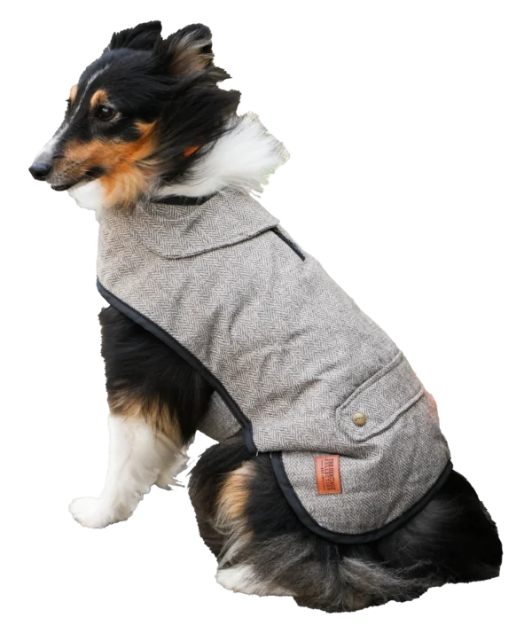 🐾 Chaleur& style avec ancol pet products  🐾