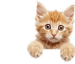 Truffe Store Accessoires alimentation chiens chats photo chat