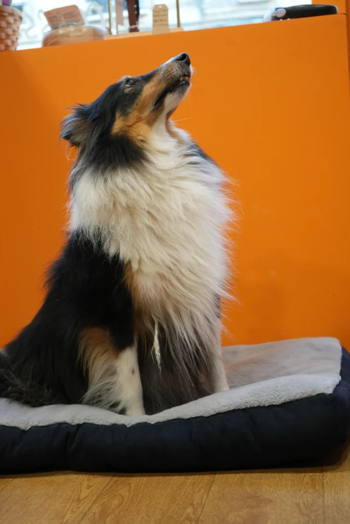 Truffe Store Accessoires alimentation chiens chats photo chien