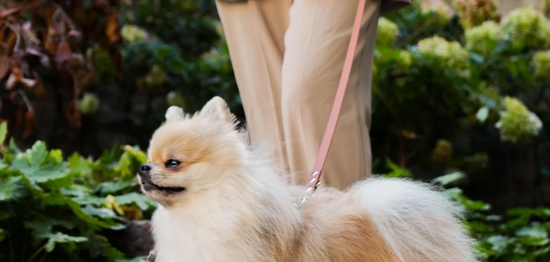 Truffe Store Accessoires laisse chien
