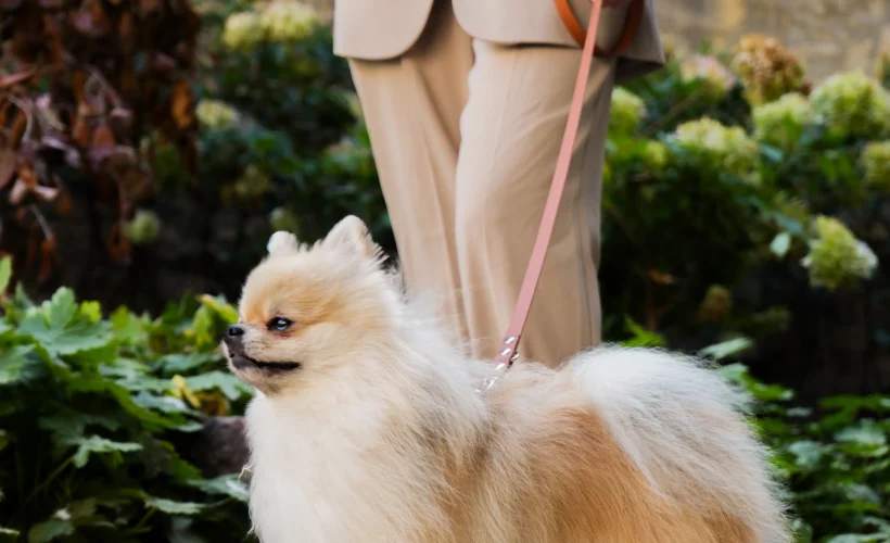 Truffe Store Accessoires laisse chien