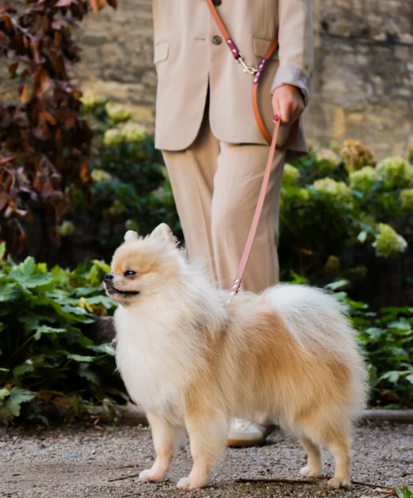 Adopter un chien à Caen : les indispensables à prévoir avant son arrivée