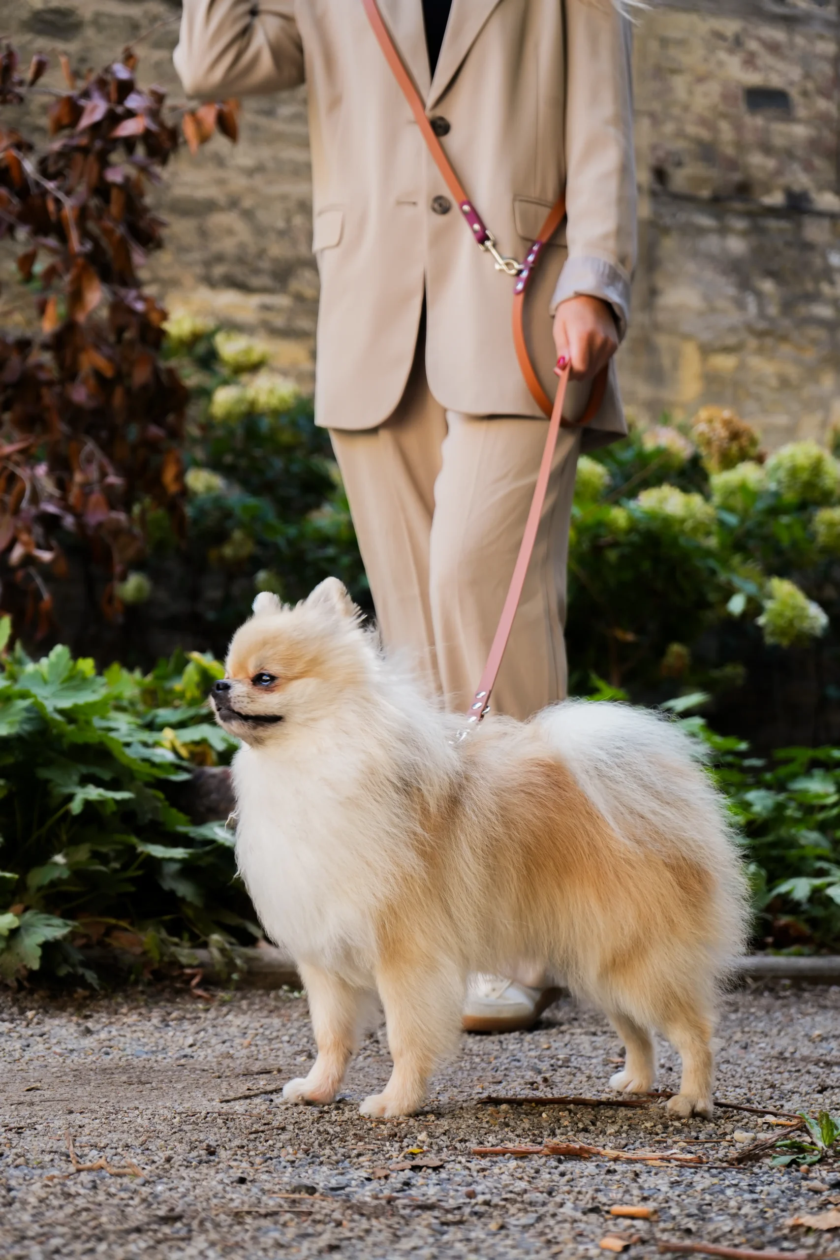 Truffe Store Accessoires laisse chien
