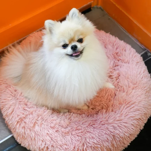 Truffe Store Accessoires alimentation chiens chats photo chien