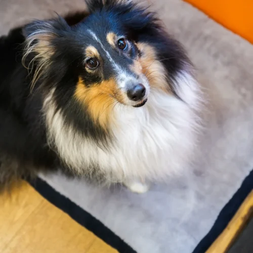 Truffe Store Accessoires alimentation chiens chats photo chien