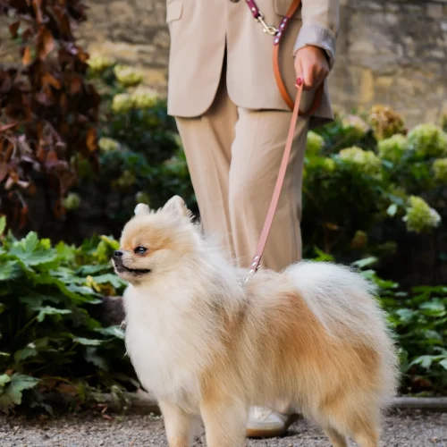 Truffe Store Accessoires laisse chien